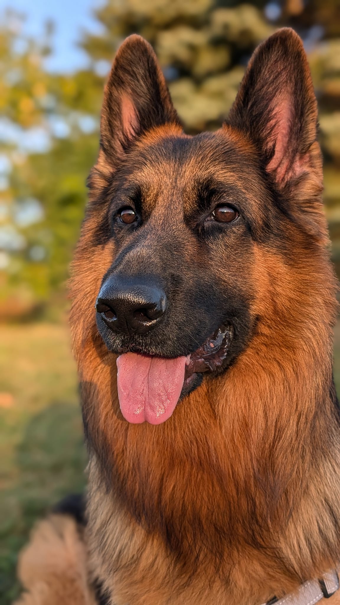 Rex, AI Cyber-Dog